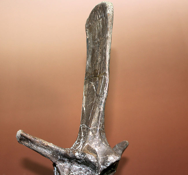子育て恐竜として知られる鳥盤類マイアサウラ(Maiasaura peeblesorum)の脊椎骨。3本の突起が完全保存!(その9)