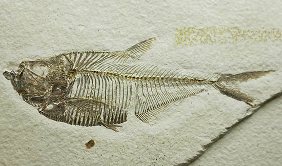 骨の浮き出方が美しい!ワイオミング州グリーンリバー層の古代魚ディプロミスタス(Diplomystus dentatus)の化石(その1)