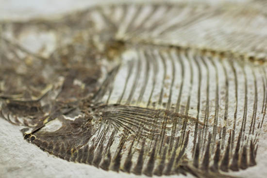 骨の浮き出方が美しい!ワイオミング州グリーンリバー層の古代魚ディプロミスタス(Diplomystus dentatus)の化石(その11)