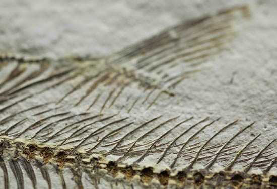 骨の浮き出方が美しい!ワイオミング州グリーンリバー層の古代魚ディプロミスタス(Diplomystus dentatus)の化石(その12)