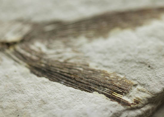 骨の浮き出方が美しい!ワイオミング州グリーンリバー層の古代魚ディプロミスタス(Diplomystus dentatus)の化石(その14)