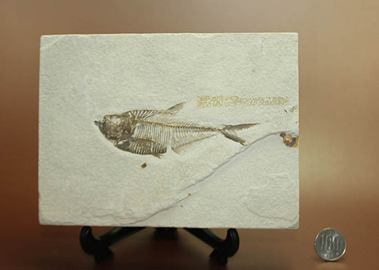 骨の浮き出方が美しい!ワイオミング州グリーンリバー層の古代魚ディプロミスタス(Diplomystus dentatus)の化石(その15)