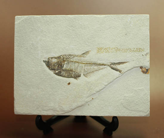 骨の浮き出方が美しい！ワイオミング州グリーンリバー層の古代魚ディプロミスタス(Diplomystus dentatus)の化石（その2）