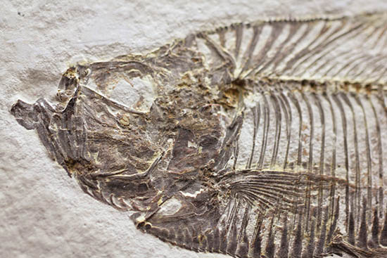 骨の浮き出方が美しい!ワイオミング州グリーンリバー層の古代魚ディプロミスタス(Diplomystus dentatus)の化石(その3)
