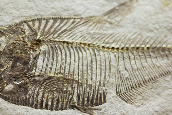 骨の浮き出方が美しい!ワイオミング州グリーンリバー層の古代魚ディプロミスタス(Diplomystus dentatus)の化石(その4)