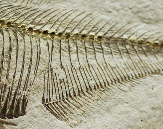 骨の浮き出方が美しい!ワイオミング州グリーンリバー層の古代魚ディプロミスタス(Diplomystus dentatus)の化石(その5)