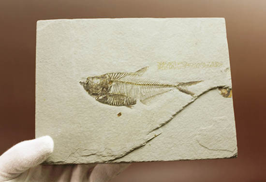 骨の浮き出方が美しい!ワイオミング州グリーンリバー層の古代魚ディプロミスタス(Diplomystus dentatus)の化石(その7)