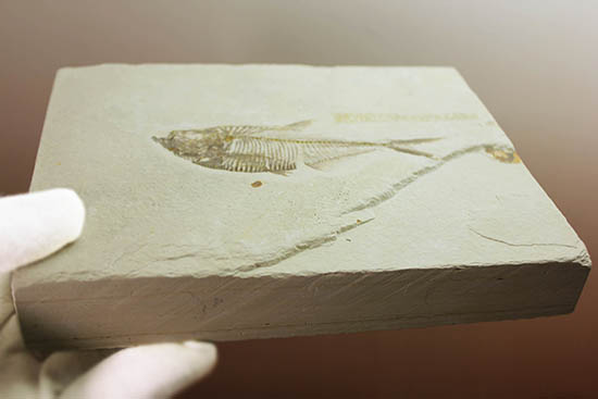 骨の浮き出方が美しい!ワイオミング州グリーンリバー層の古代魚ディプロミスタス(Diplomystus dentatus)の化石(その8)