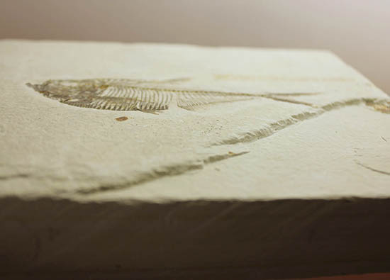 ディプロミスタス　魚の化石　アメリカ　ワイオミング州 産 ディプロミスタス 魚の化石 アメリカ ワイオミング州 産