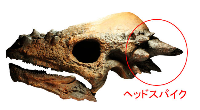 これぞ数年に一度のスーパーレアアイテム!博物館級!石頭恐竜、パキケファロサウルス(Pachycephalosaurus wyomingensis)のヘッドスパイク(その13)