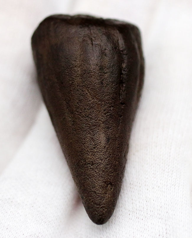 これぞ数年に一度のスーパーレアアイテム!博物館級!石頭恐竜、パキケファロサウルス(Pachycephalosaurus wyomingensis)のヘッドスパイク(その4)