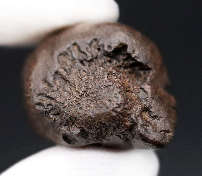 これぞ数年に一度のスーパーレアアイテム!博物館級!石頭恐竜、パキケファロサウルス(Pachycephalosaurus wyomingensis)のヘッドスパイク(その8)