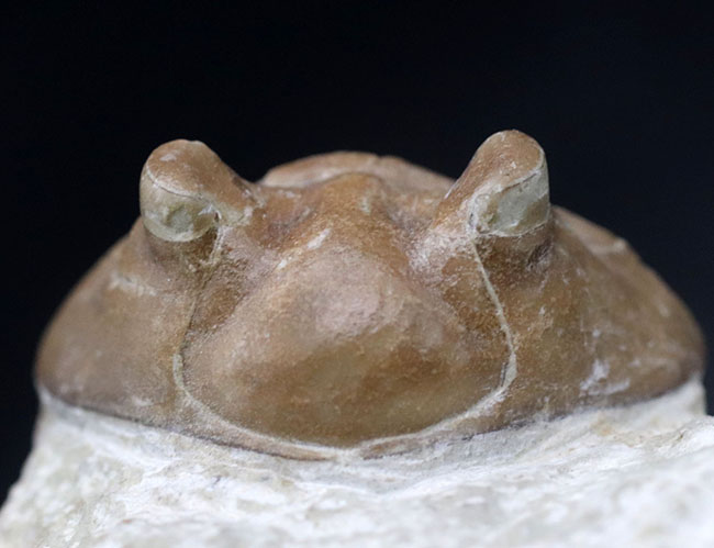 ワイドな背中と大きな眼が特徴的、ロシア産三葉虫アサフス・コルヌトゥス（Asaphus cornutus）の化石（その1）