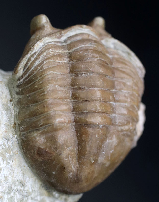 ワイドな背中と大きな眼が特徴的、ロシア産三葉虫アサフス・コルヌトゥス（Asaphus cornutus）の化石（その2）