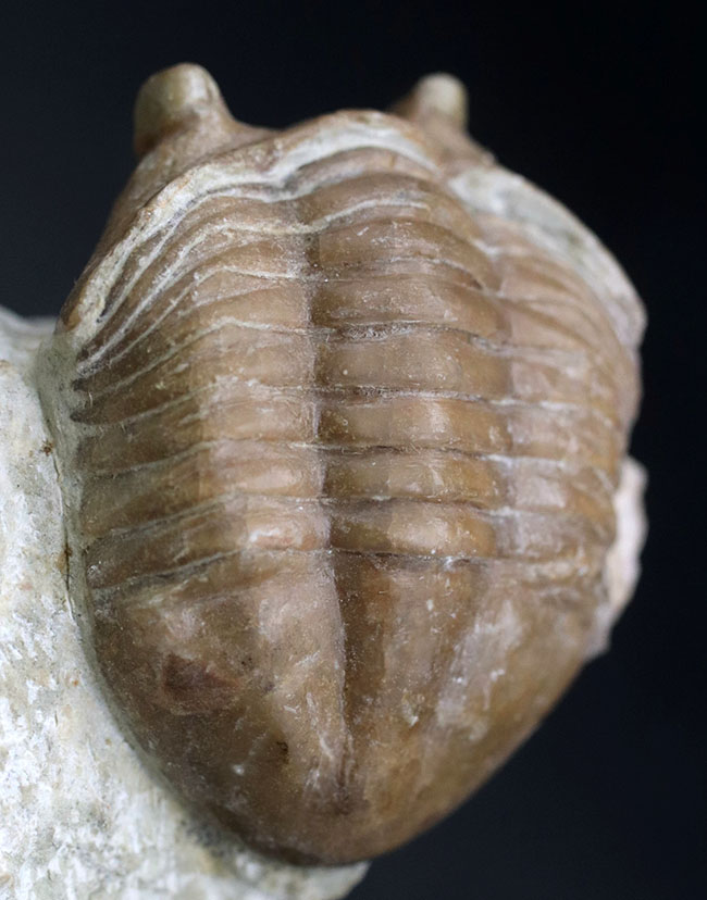 ワイドな背中と大きな眼が特徴的、ロシア産三葉虫アサフス・コルヌトゥス(Asaphus cornutus)の化石(その2)