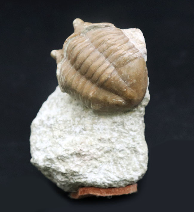 ワイドな背中と大きな眼が特徴的、ロシア産三葉虫アサフス・コルヌトゥス(Asaphus cornutus)の化石(その3)