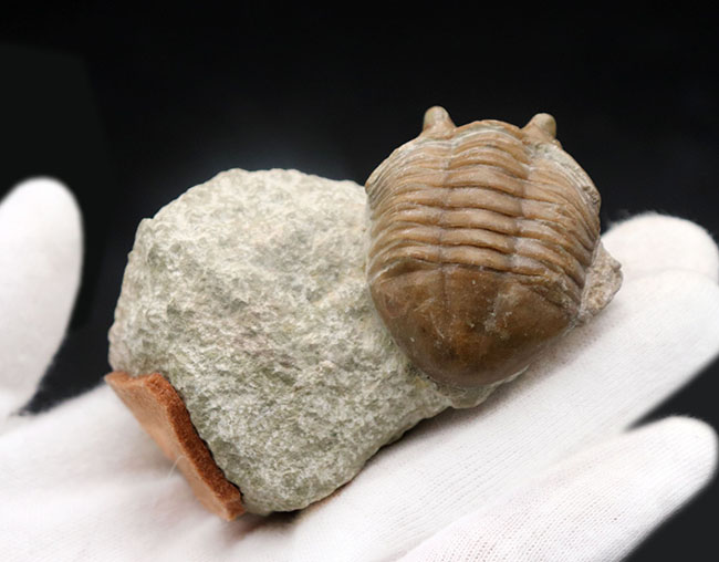 ワイドな背中と大きな眼が特徴的、ロシア産三葉虫アサフス・コルヌトゥス(Asaphus cornutus)の化石(その4)