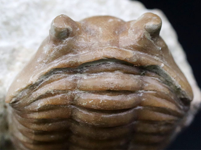 ワイドな背中と大きな眼が特徴的、ロシア産三葉虫アサフス・コルヌトゥス(Asaphus cornutus)の化石(その5)