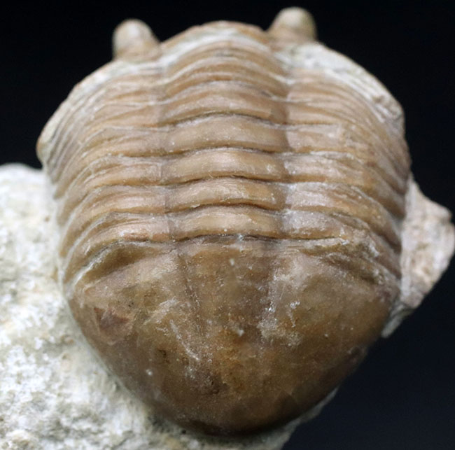 ワイドな背中と大きな眼が特徴的、ロシア産三葉虫アサフス・コルヌトゥス（Asaphus cornutus）の化石（その6）
