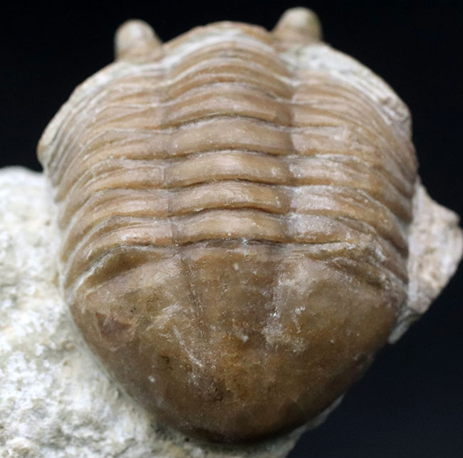 ワイドな背中と大きな眼が特徴的、ロシア産三葉虫アサフス・コルヌトゥス(Asaphus cornutus)の化石(その6)