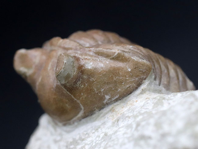 ワイドな背中と大きな眼が特徴的、ロシア産三葉虫アサフス・コルヌトゥス(Asaphus cornutus)の化石(その7)
