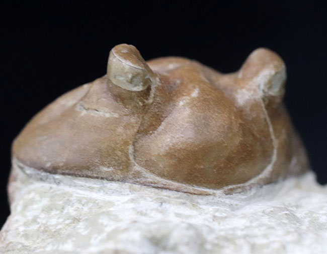 ワイドな背中と大きな眼が特徴的、ロシア産三葉虫アサフス・コルヌトゥス(Asaphus cornutus)の化石(その8)
