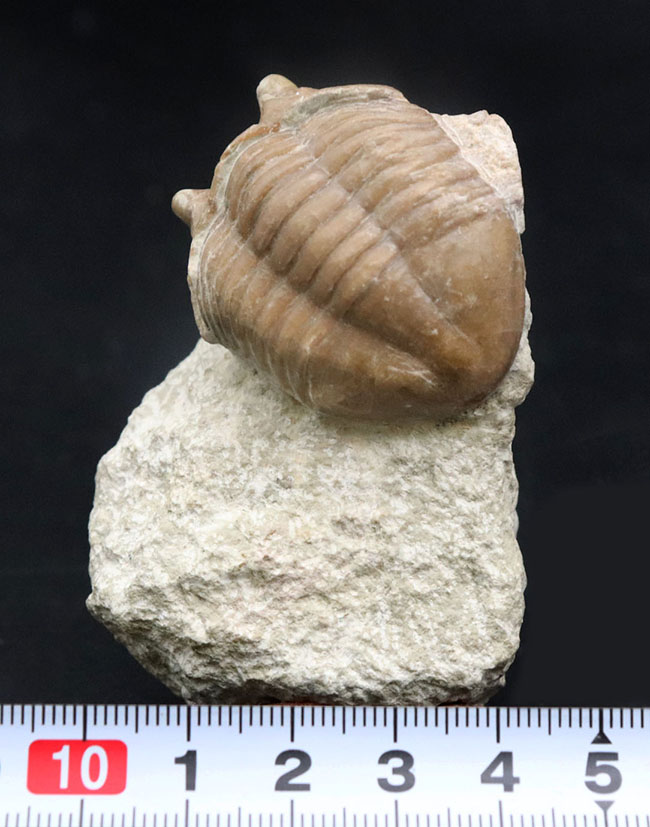 ワイドな背中と大きな眼が特徴的、ロシア産三葉虫アサフス・コルヌトゥス(Asaphus cornutus)の化石(その9)