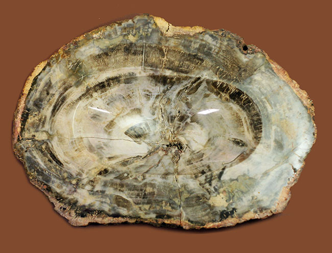 恐竜が誕生するはるか昔の樹木の化石、珪化木（petrified wood）、クリーム色の美しい模様が印象的。（その1）