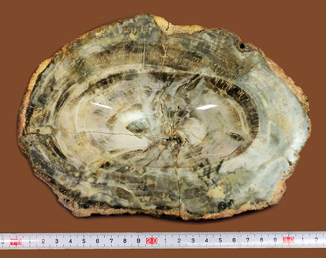 恐竜が誕生するはるか昔の樹木の化石、珪化木（petrified wood）、クリーム色の美しい模様が印象的。（その4）