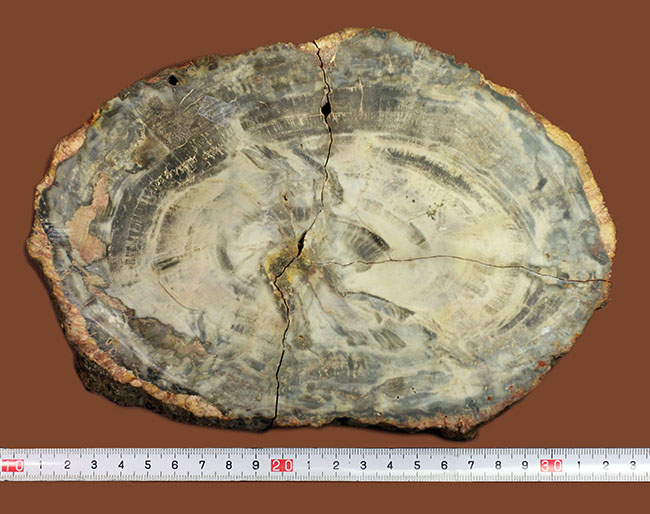 恐竜が誕生するはるか昔の樹木の化石、珪化木（petrified wood）、クリーム色の美しい模様が印象的。（その5）