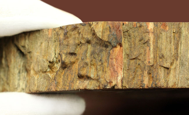 恐竜が誕生するはるか昔の樹木の化石、珪化木（petrified wood）、クリーム色の美しい模様が印象的。（その6）