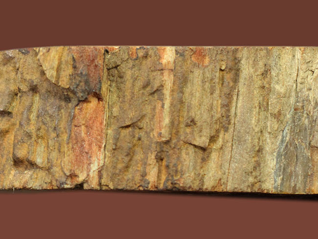 恐竜が誕生するはるか昔の樹木の化石、珪化木（petrified wood）、クリーム色の美しい模様が印象的。（その7）