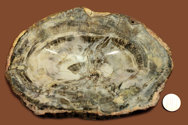 恐竜が誕生するはるか昔の樹木の化石、珪化木（petrified wood）、クリーム色の美しい模様が印象的。（その8）