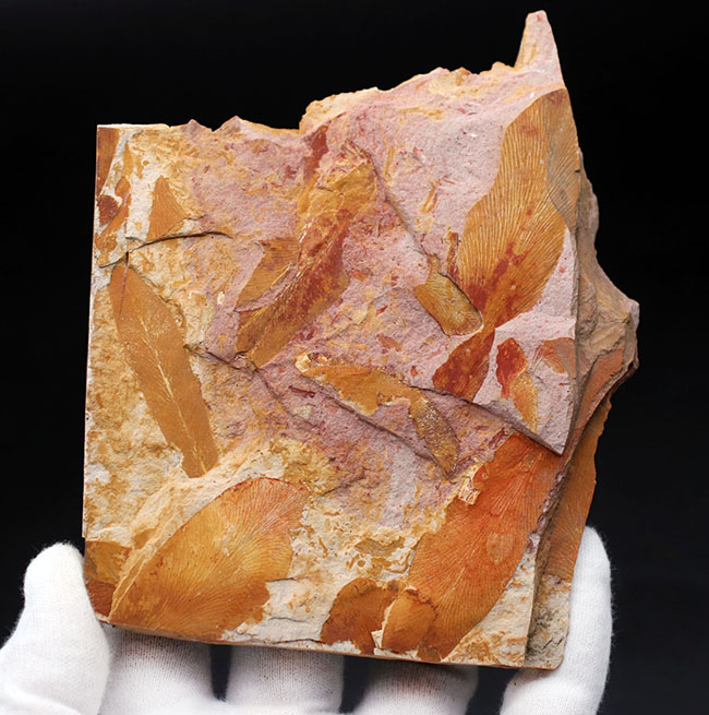 舌のようなフォルム、線模様など典型的な特徴が備わったグロッソプテリス(Glossopteris)の化石。大陸移動説の根拠(その1)