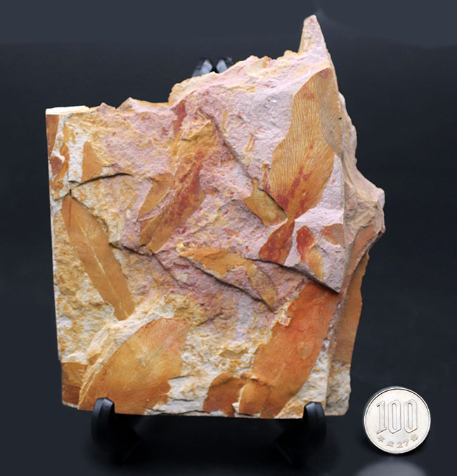 舌のようなフォルム、線模様など典型的な特徴が備わったグロッソプテリス（Glossopteris）の化石。大陸移動説の根拠（その10）