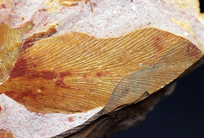 舌のようなフォルム、線模様など典型的な特徴が備わったグロッソプテリス（Glossopteris）の化石。大陸移動説の根拠（その2）