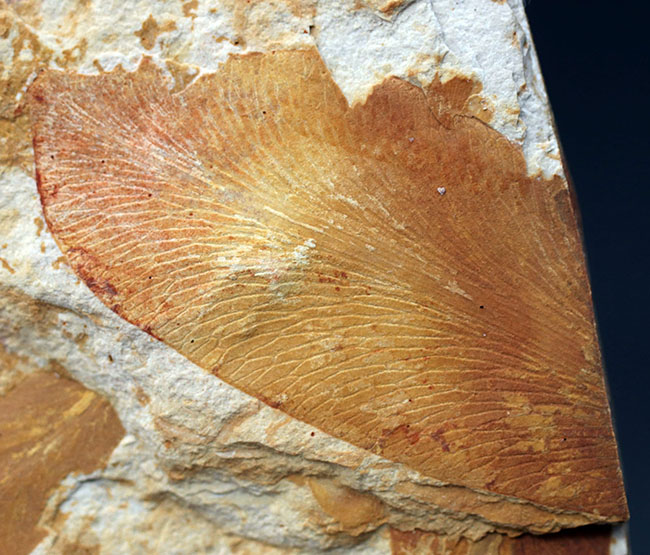 舌のようなフォルム、線模様など典型的な特徴が備わったグロッソプテリス(Glossopteris)の化石。大陸移動説の根拠(その3)