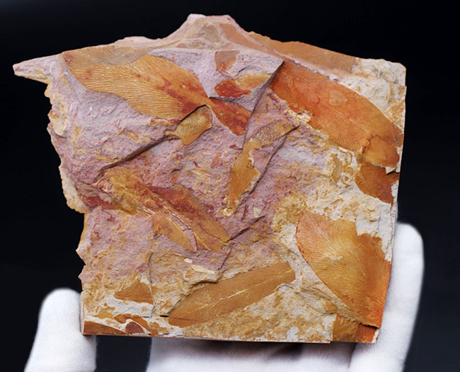 舌のようなフォルム、線模様など典型的な特徴が備わったグロッソプテリス(Glossopteris)の化石。大陸移動説の根拠(その4)