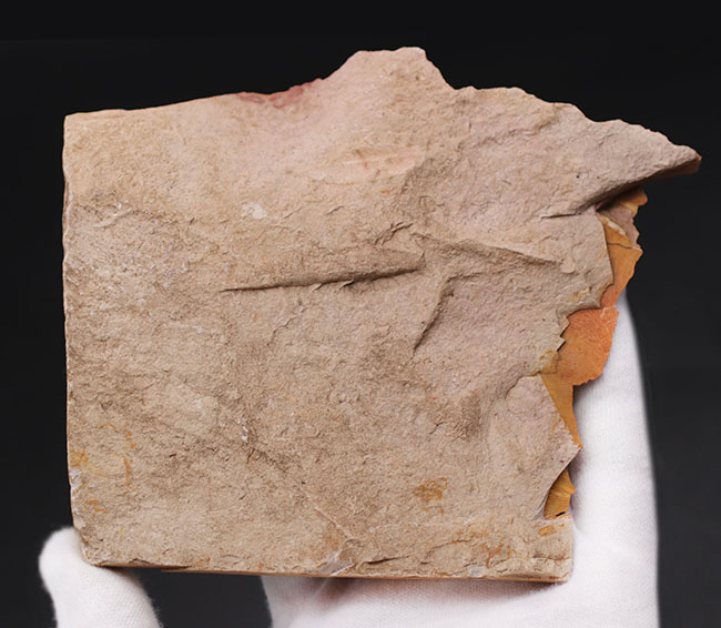 舌のようなフォルム、線模様など典型的な特徴が備わったグロッソプテリス（Glossopteris）の化石。大陸移動説の根拠（その5）