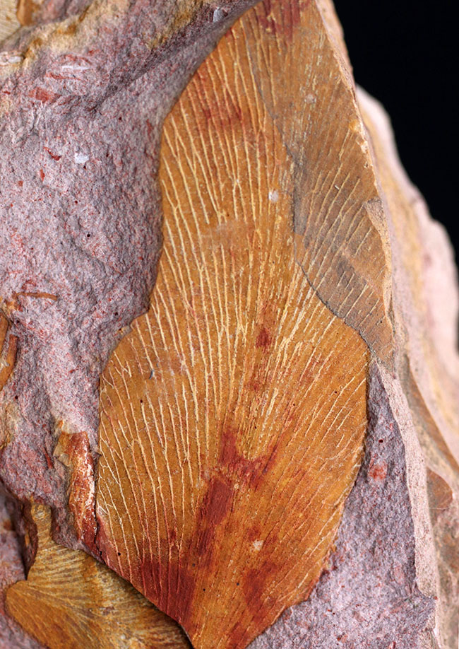 舌のようなフォルム、線模様など典型的な特徴が備わったグロッソプテリス（Glossopteris）の化石。大陸移動説の根拠（その6）