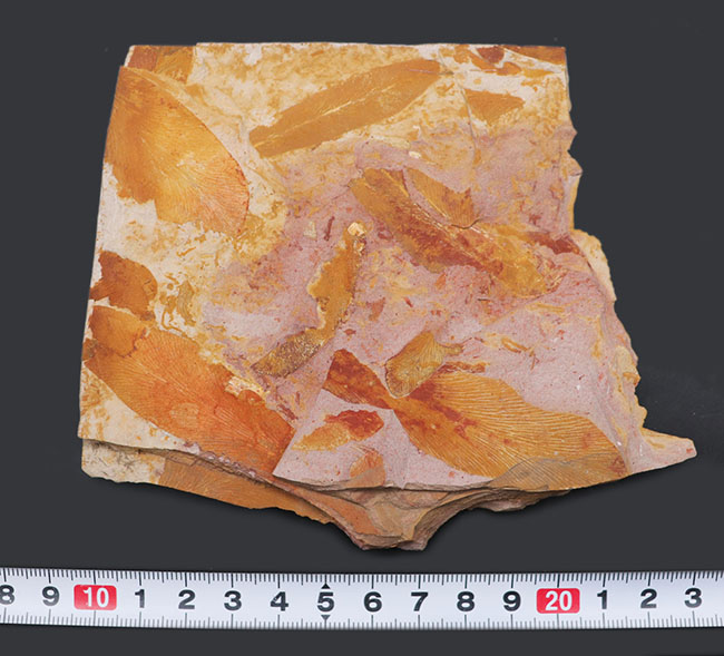 舌のようなフォルム、線模様など典型的な特徴が備わったグロッソプテリス（Glossopteris）の化石。大陸移動説の根拠（その9）