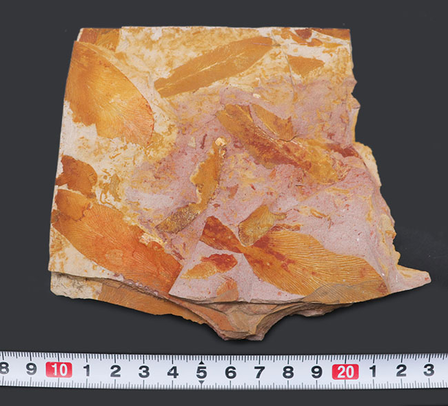 舌のようなフォルム、線模様など典型的な特徴が備わったグロッソプテリス(Glossopteris)の化石。大陸移動説の根拠(その9)