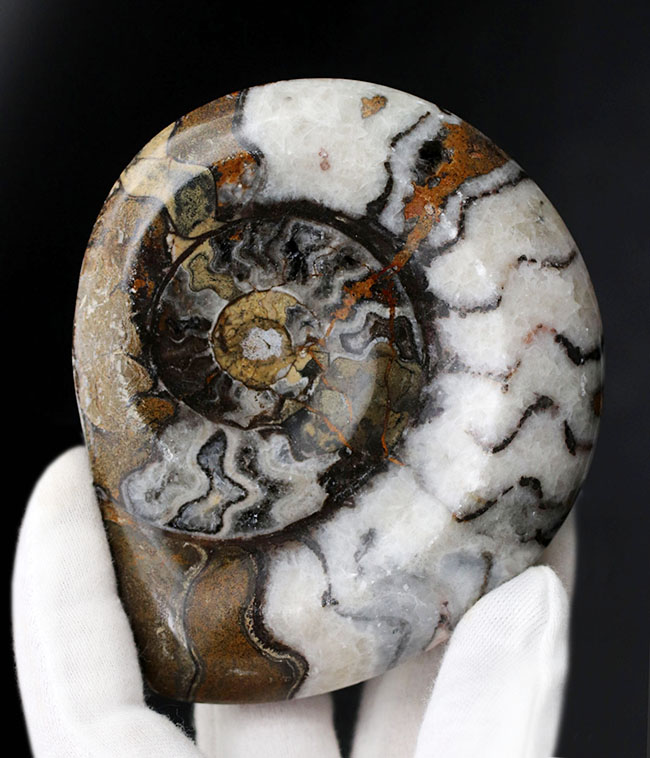 ツートンカラーを呈する幾何学模様が楽しい、古生代の頭足類、ゴニアタイト（Goniatite）の殻の化石（その1）