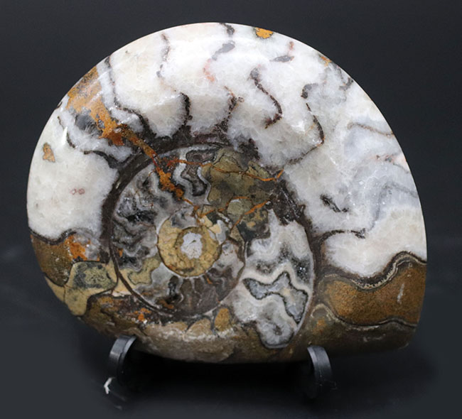 ツートンカラーを呈する幾何学模様が楽しい、古生代の頭足類、ゴニアタイト（Goniatite）の殻の化石（その2）