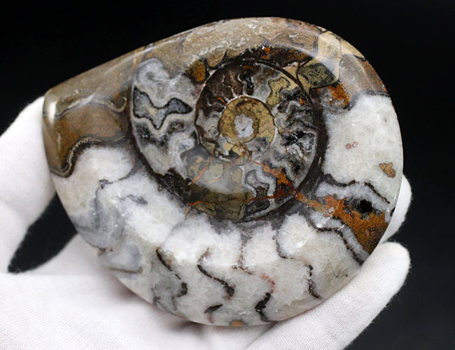 ツートンカラーを呈する幾何学模様が楽しい、古生代の頭足類、ゴニアタイト（Goniatite）の殻の化石（その3）
