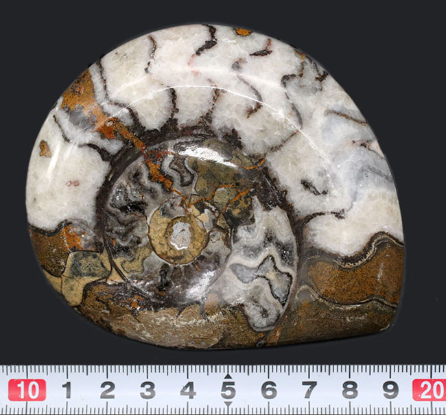 ツートンカラーを呈する幾何学模様が楽しい、古生代の頭足類