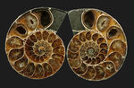 上質厳選品！マダガスカル産の１億年前のアンモナイト、デスモセラス（Desmoceras）のカット＆ポリッシュ標本