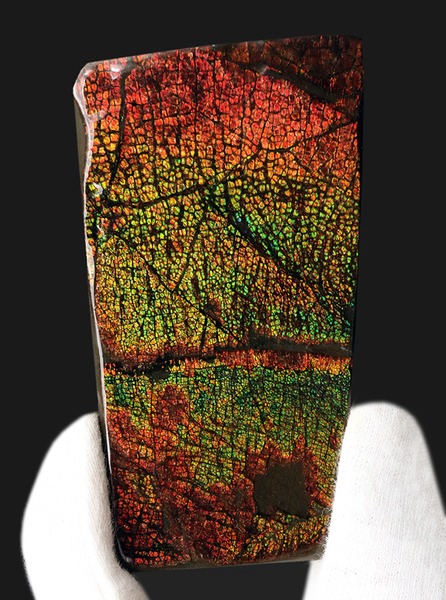 ドラゴンスキン!竜の鱗に例えられる美しい模様!カナダ産アンモライト(Ammolite)(その1)
