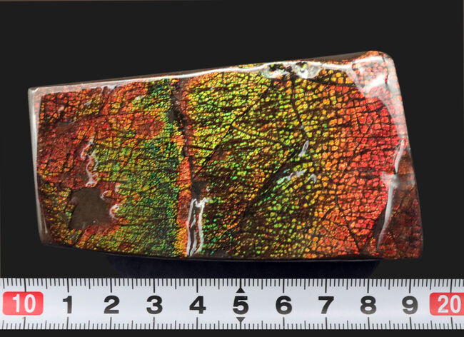 ドラゴンスキン!竜の鱗に例えられる美しい模様!カナダ産アンモライト(Ammolite)(その10)