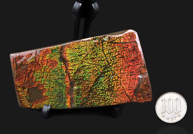 ドラゴンスキン!竜の鱗に例えられる美しい模様!カナダ産アンモライト(Ammolite)(その11)